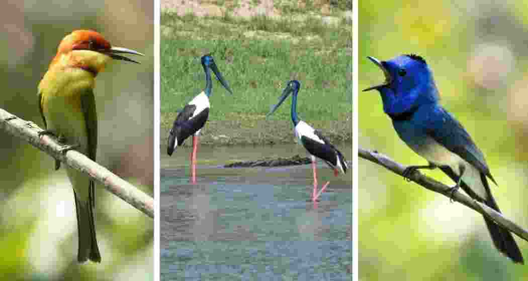 Chestnut-headed bee-eater, black-necked storks, and black-naped monarch spotted during the Kati Bihu Bird Count 2025 at Kaziranga National Park.