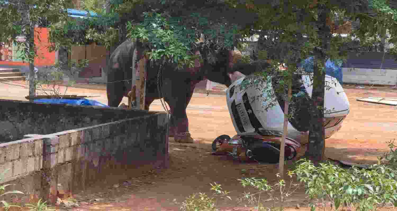 A captive elephant ran amok at a Kerala temple in Angamaly, killing one and injuring others, damaging vehicles before being tranquilised by forest officials.