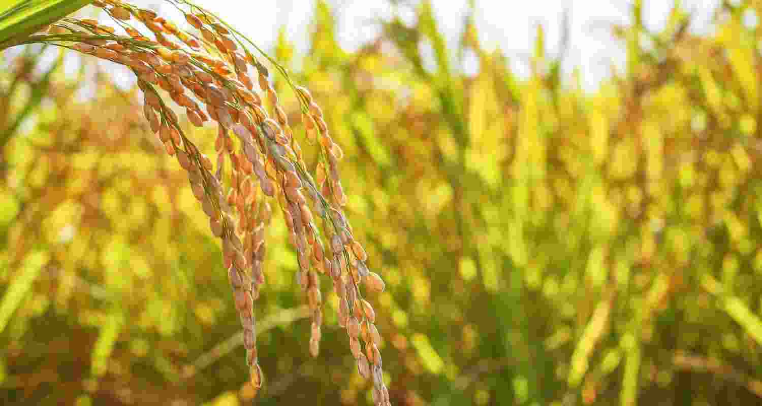 Representative Image. 