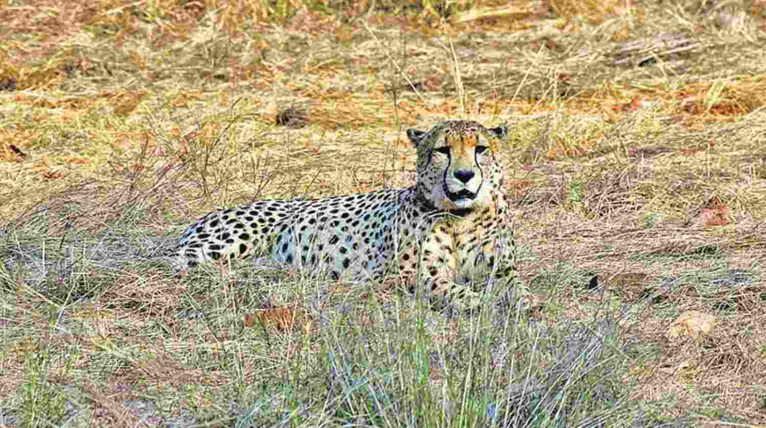 Water guzzlers, trees keep cheetahs cool at Kuno