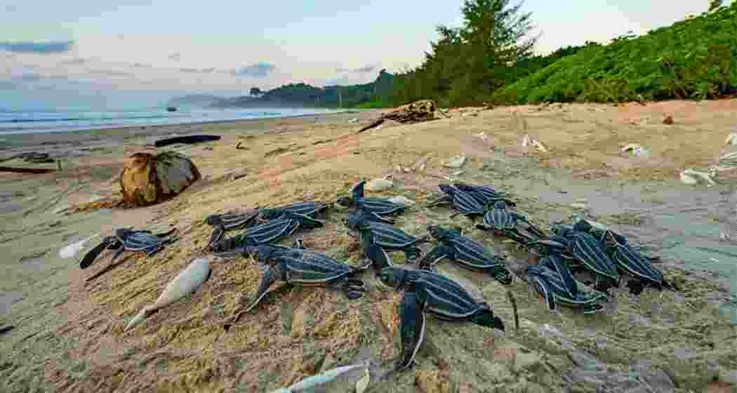 Leatherback turtles crawl along a beach in Great Nicobar, one of the last major nesting grounds for the ancient marine species that has survived since the Jurassic age.