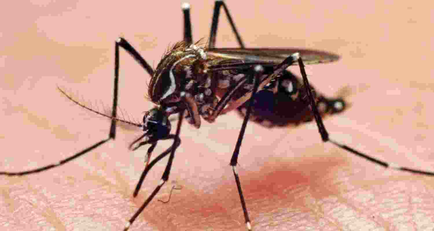 Jharkhand sounds Dengue, Chikungunya alert during monsoon
