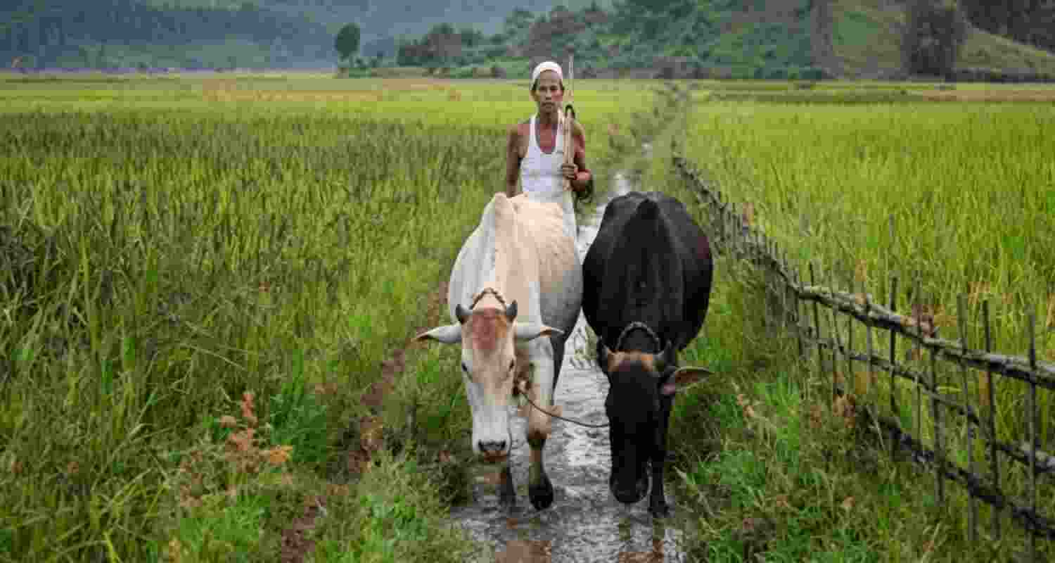 Maharashtra cabinet approved a farm loan waiver of up to Rs 2 lakh, benefiting nearly 56 lakh farmers ahead of the monsoon season.