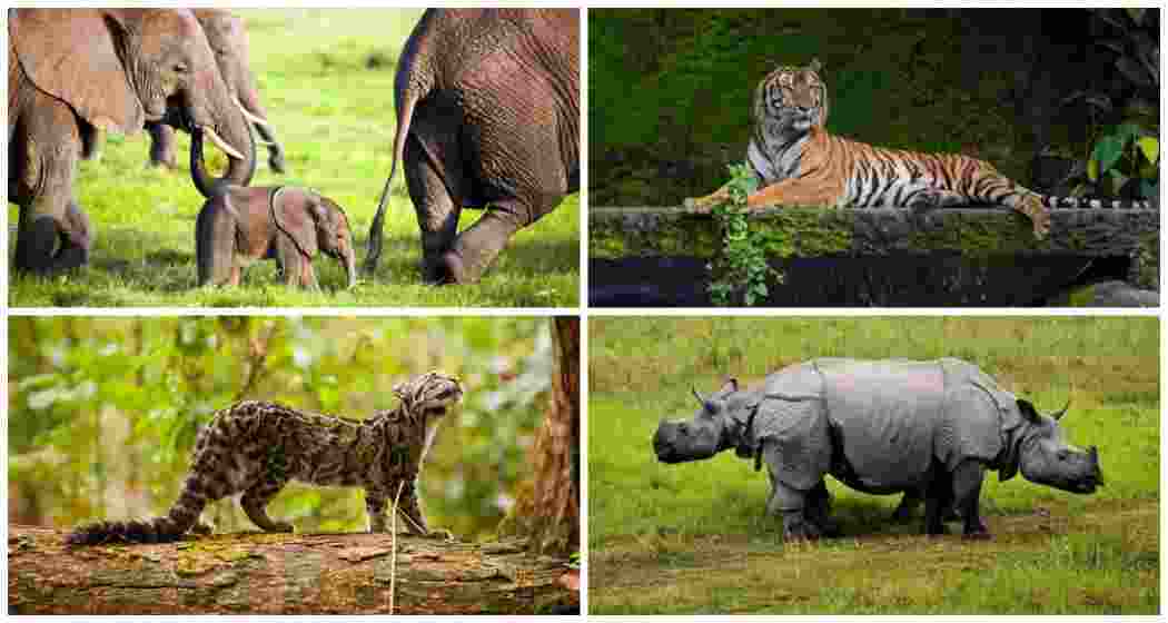 Famed for its rich biodiversity, the park is home to species such as the Royal Bengal tiger, Asian elephant, greater one-horned rhinoceros, clouded leopard, and golden langur, among others. It also boasts 450 species of birds.