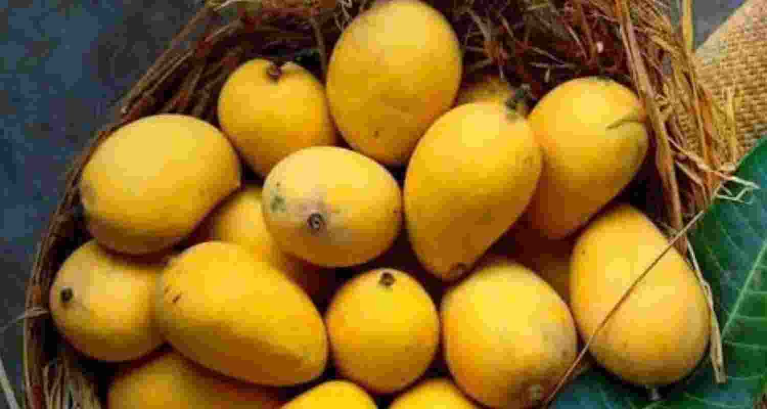 Indian mangoes add flavour to Singapore cultural festival