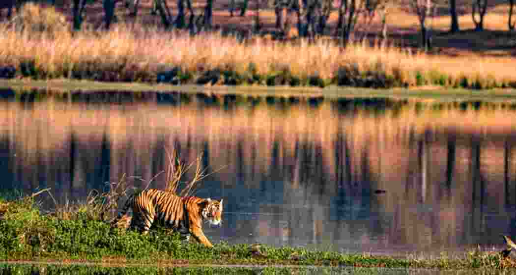 Tiger in its habitat. (Representative Image) Tiger in its habitat. (Representative Image)