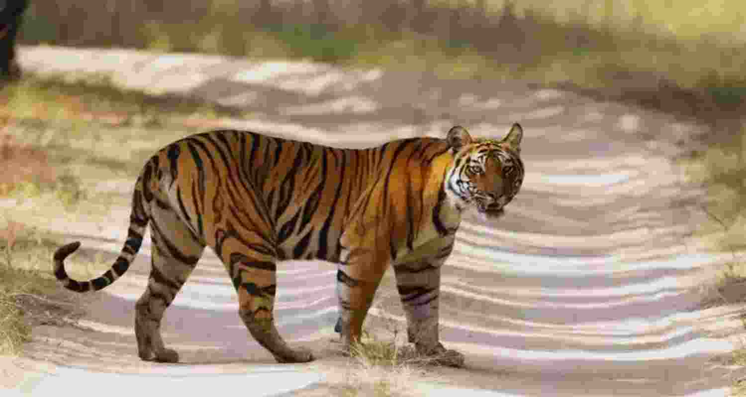 Tigers return to Chambal: A must-visit MP wildlife spot Tigers return to Chambal: A must-visit MP wildlife spot