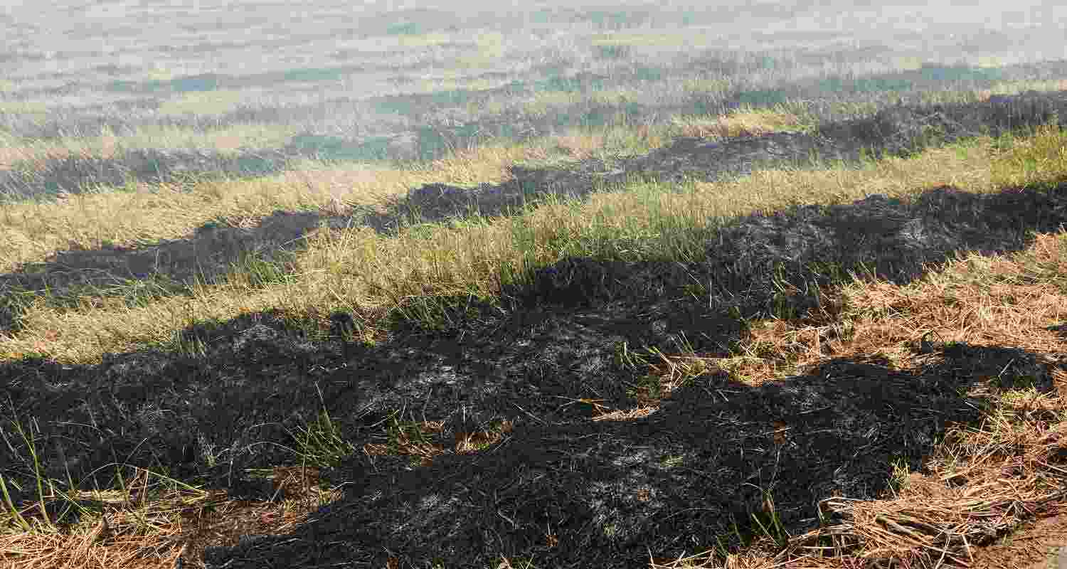 Last 36 days, Punjab records 415 stubble burning cases