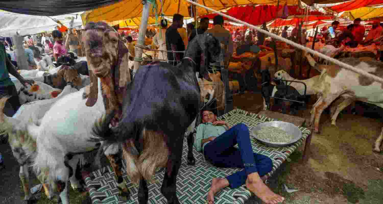 Delhi govt bans 'illegal' killings on Bakrid, advisory for SM