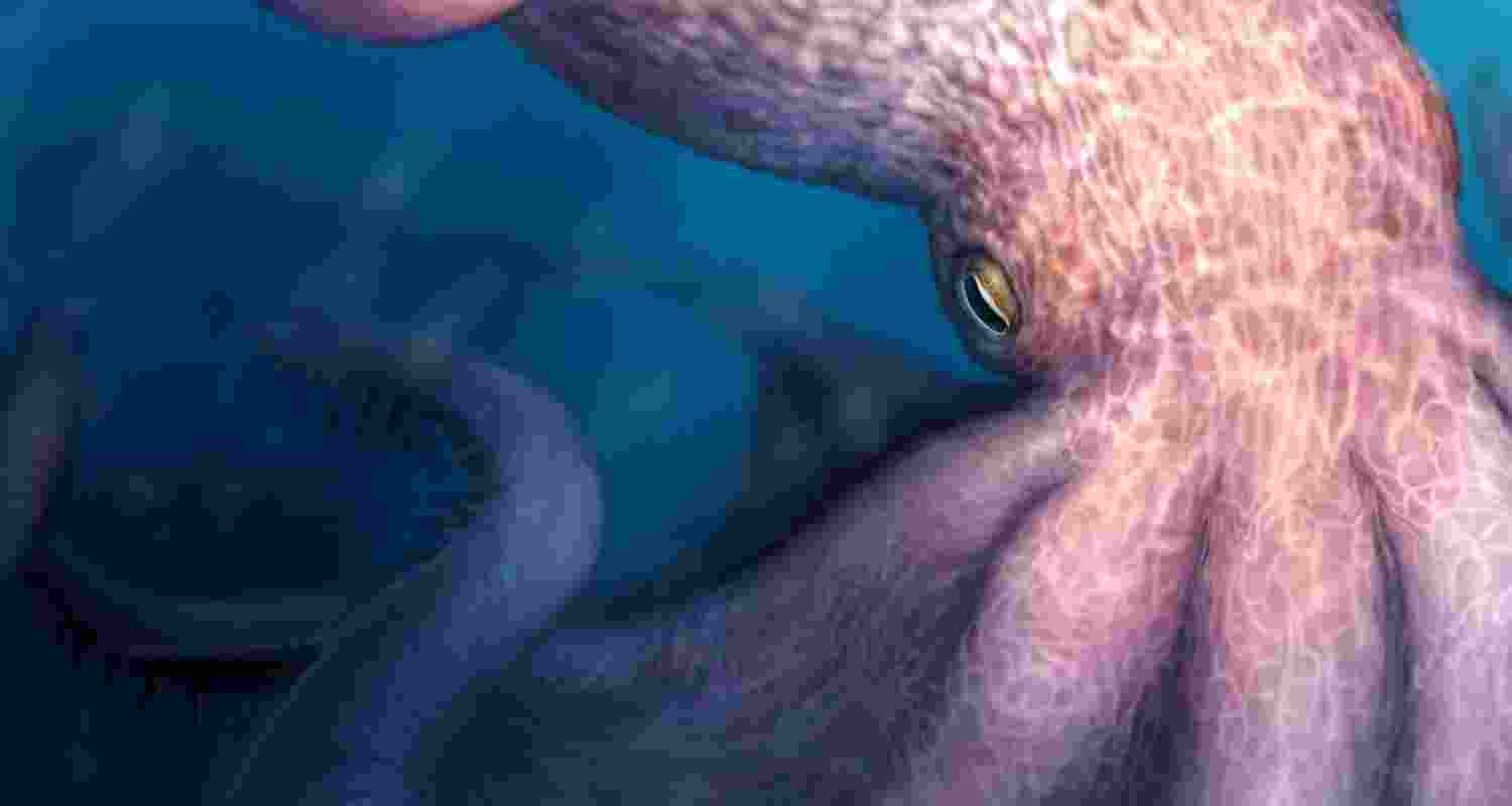 Enormous octopuses: The apex predators of ancient oceans