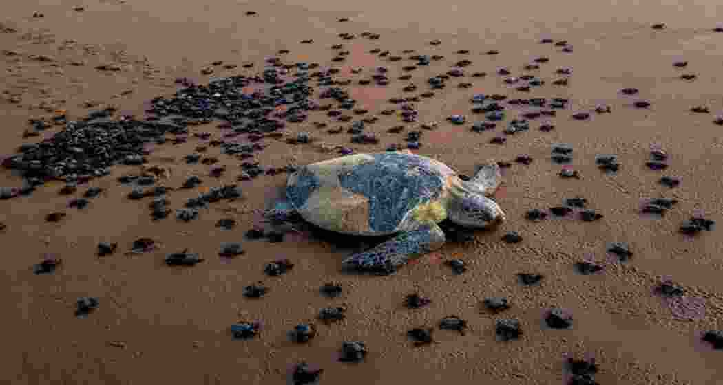 Only one in a thousand Olive Ridley hatchlings survives to adulthood, making conservation efforts crucial along Odisha's coast.