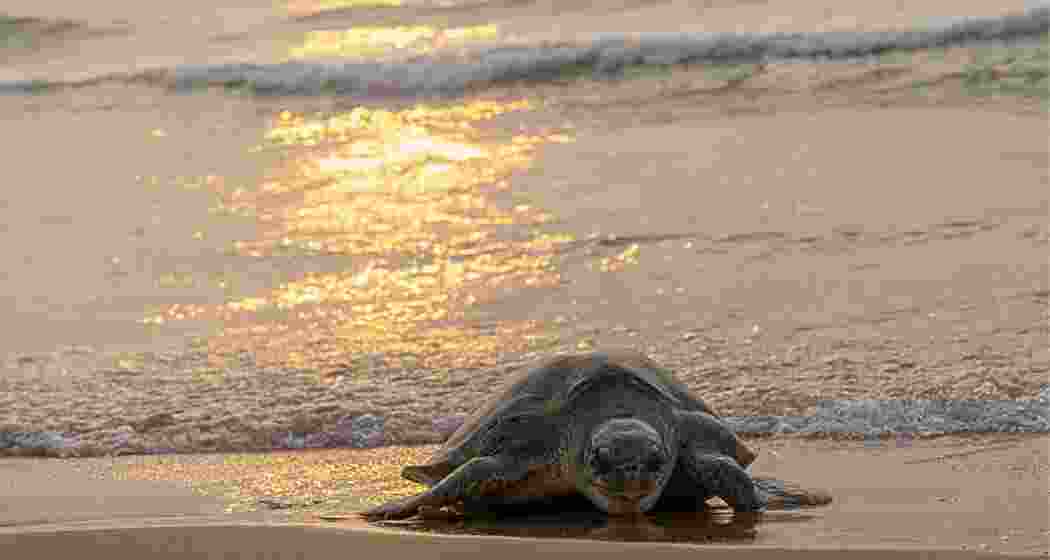 After 33 years, Olive Ridley turtles have returned to Odisha’s Eakakulanasi island for mass nesting, aided by natural beach accretion. Over 1.7 lakh turtles have already laid eggs.