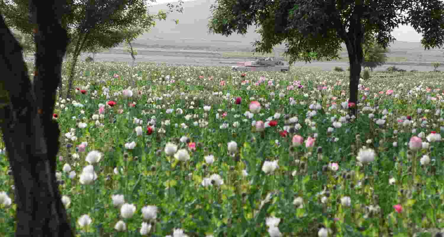 An image of an opium plantation with blooming flowers. An image of an opium plantation with blooming flowers.