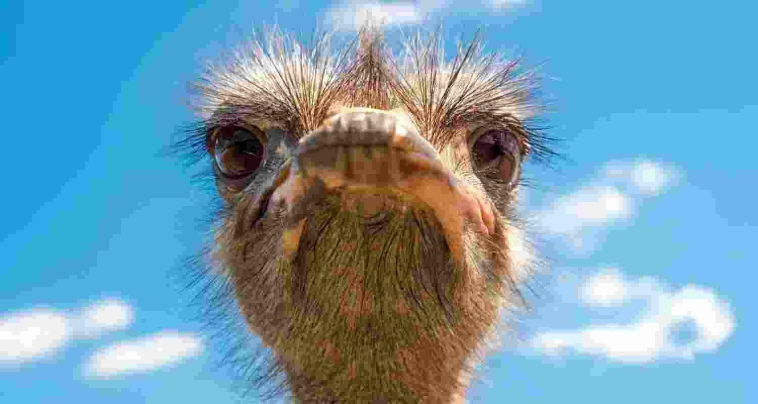 If a bird species finds itself in a situation where it can get all of its food on the ground and doesn’t need to fly to escape predators, it will probably evolve towards being flightless.