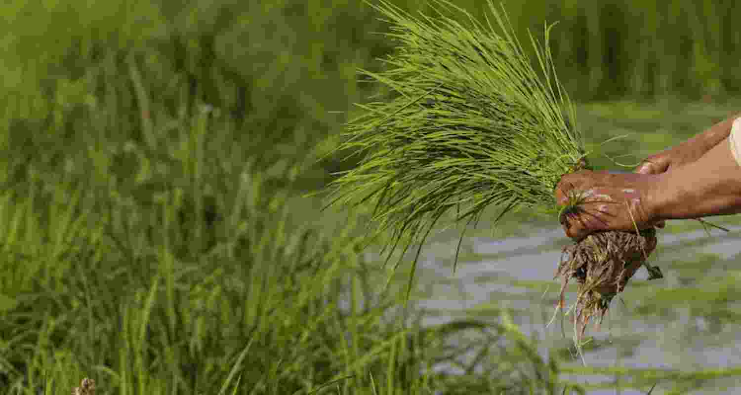 Representative Image. Representative Image.