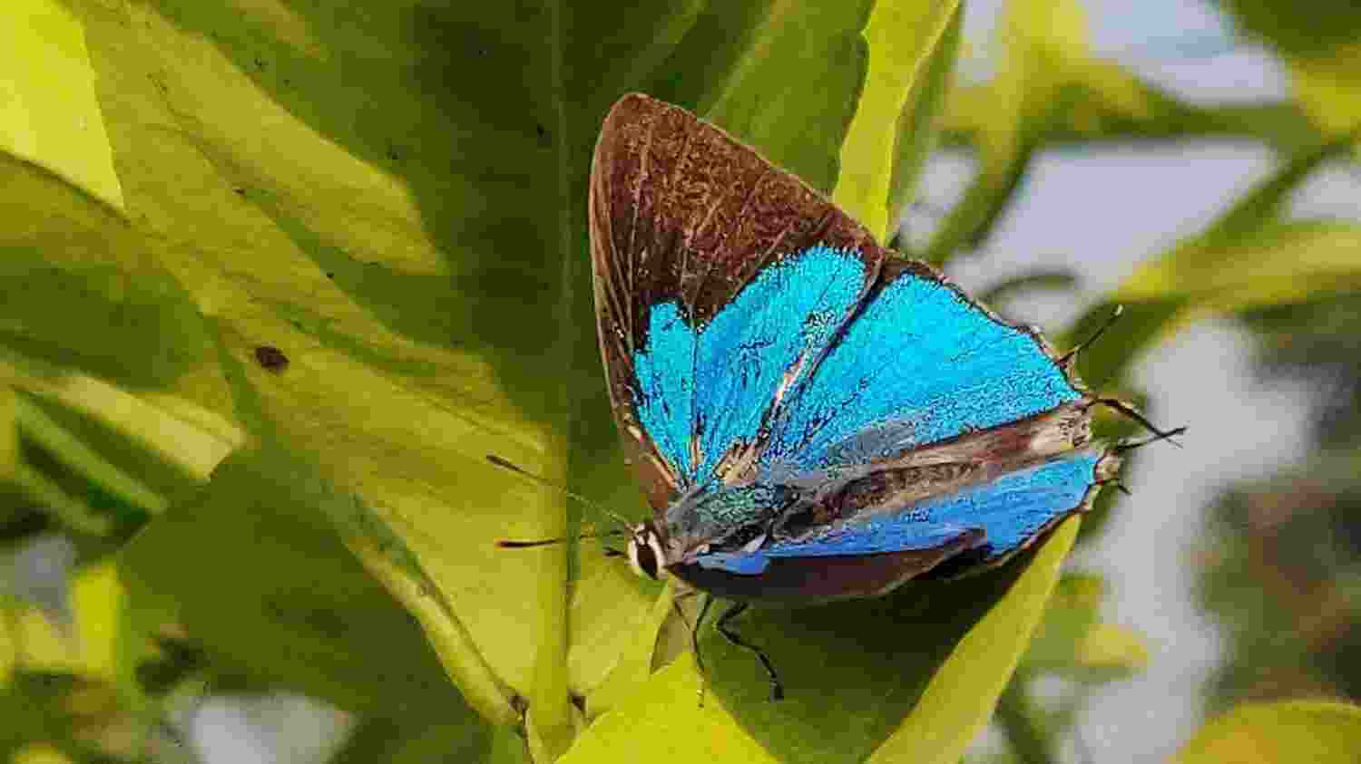 Rare Peacock Royal Butterfly seen in Pench Reserve