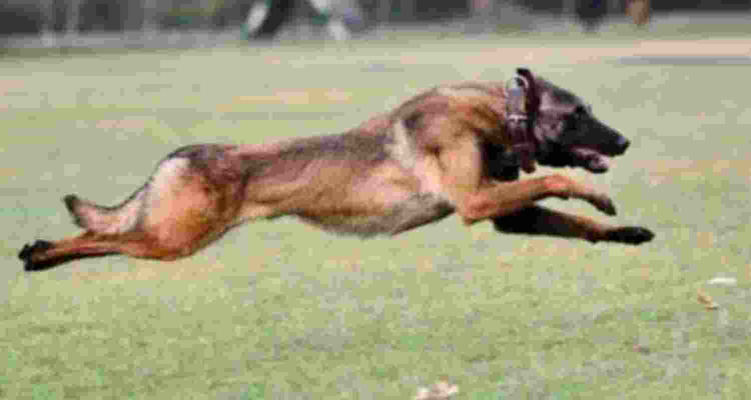 Army dog 'Phantom'. 