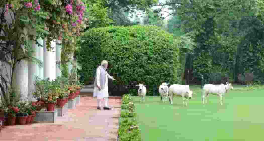 Prime Minister Modi shares a light moment with miniature cows at his residence in New Delhi.