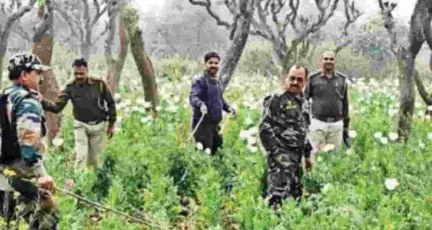 A representative image where police destroying illegal poppy cultivation. A representative image where police destroying illegal poppy cultivation.