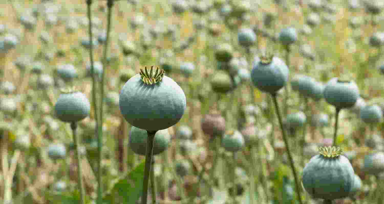 Two arrested with 61.2 kg of poppy husk in Mandi