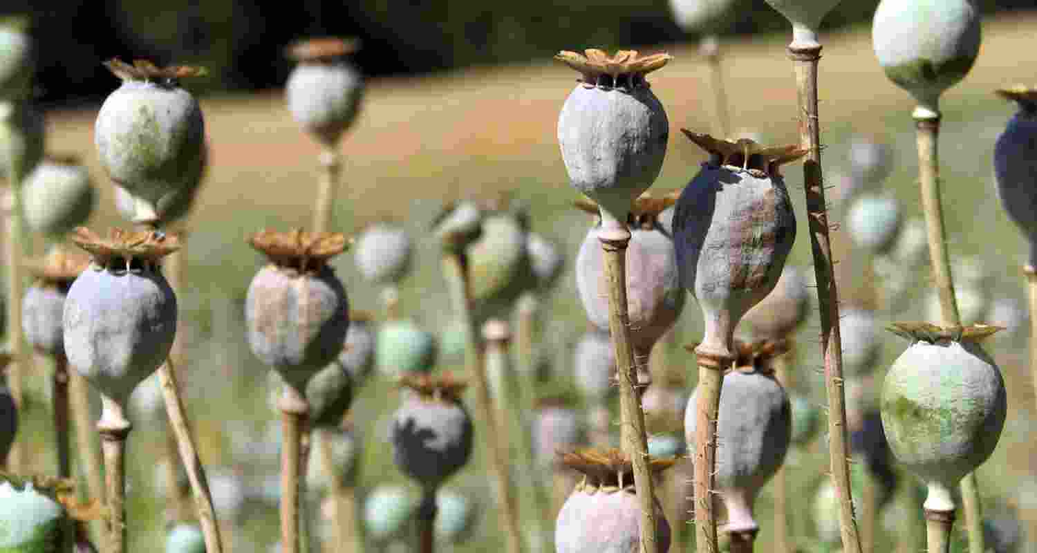 Poppy cultivation