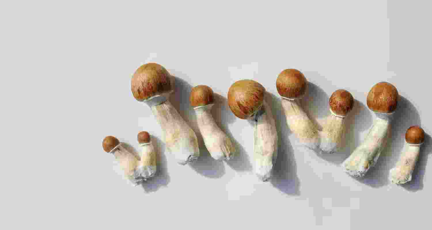 Psilocybin intervention eases depression