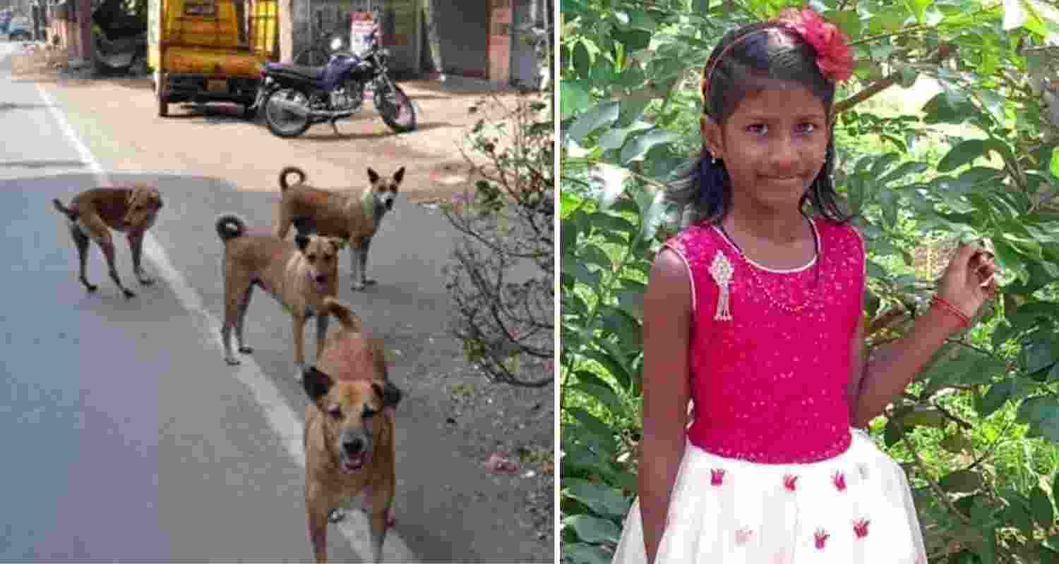 Rabies claims life of 7-year-old girl in Kerala