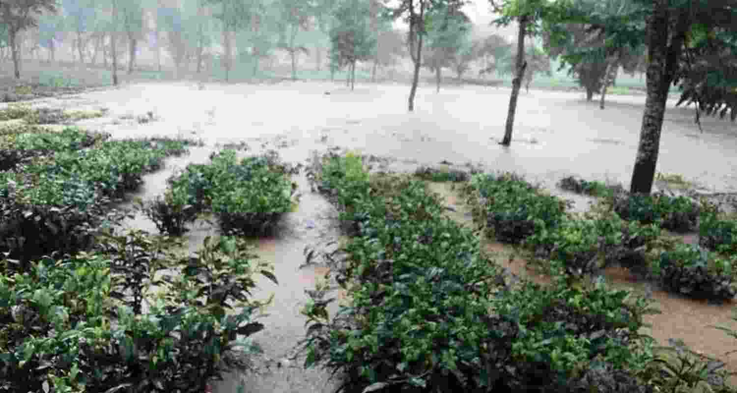 North Bengal tea industry hit hard by rains, landslides