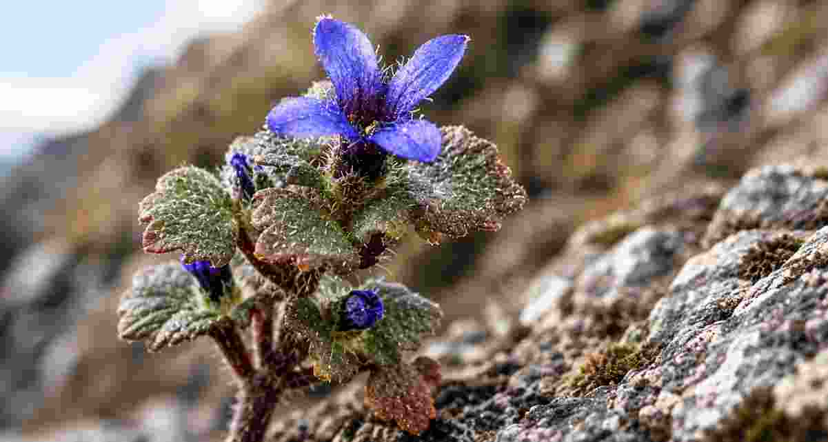 The rare Himalayan flowering plant, Cyananthus hookeri.