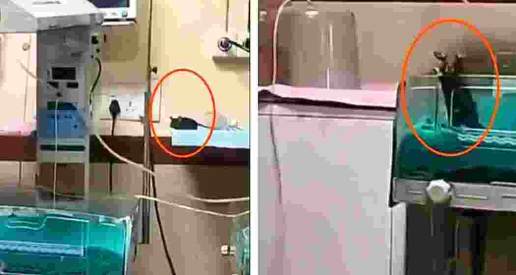 A rat scurries across a ward at Indore’s MY Hospital.