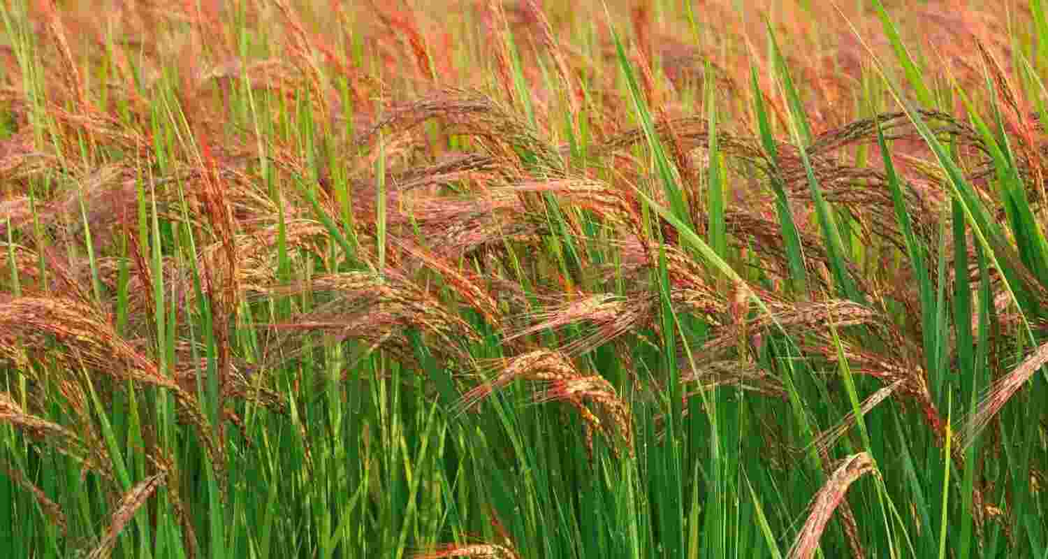 Representational image.