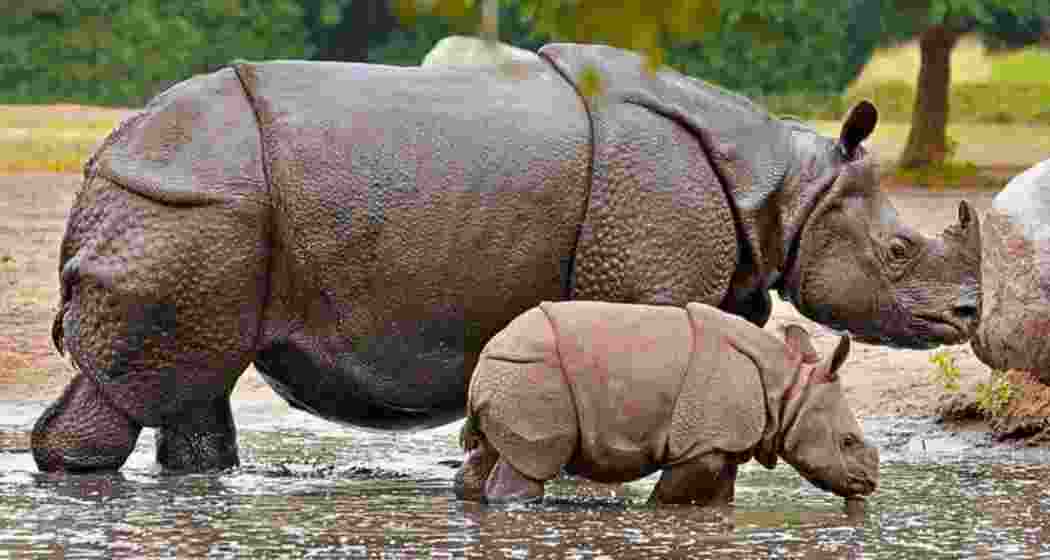 A greater one-horned rhino mother keeps a watchful eye over her calf. Image for representative use only.