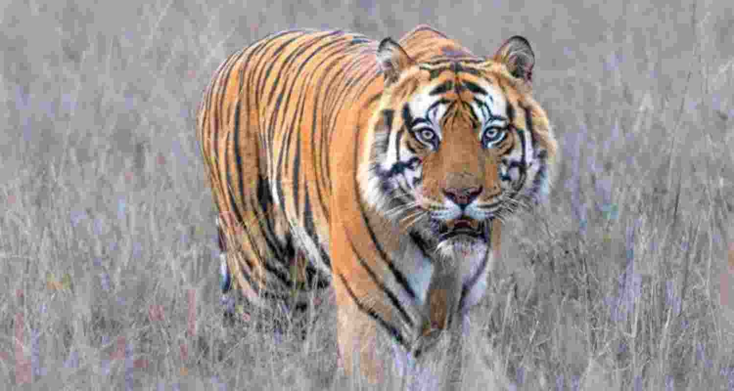 Royal Bengal Tigress gives birth to three cubs in Tripura zoo Royal Bengal Tigress gives birth to three cubs in Tripura zoo