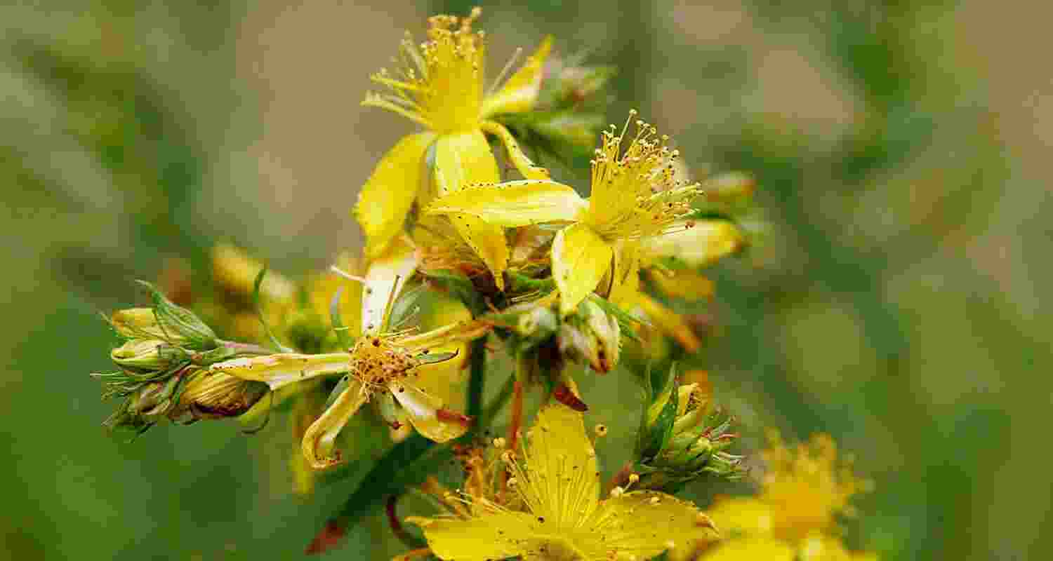 St John’s wort:Six drug interactions you should know about