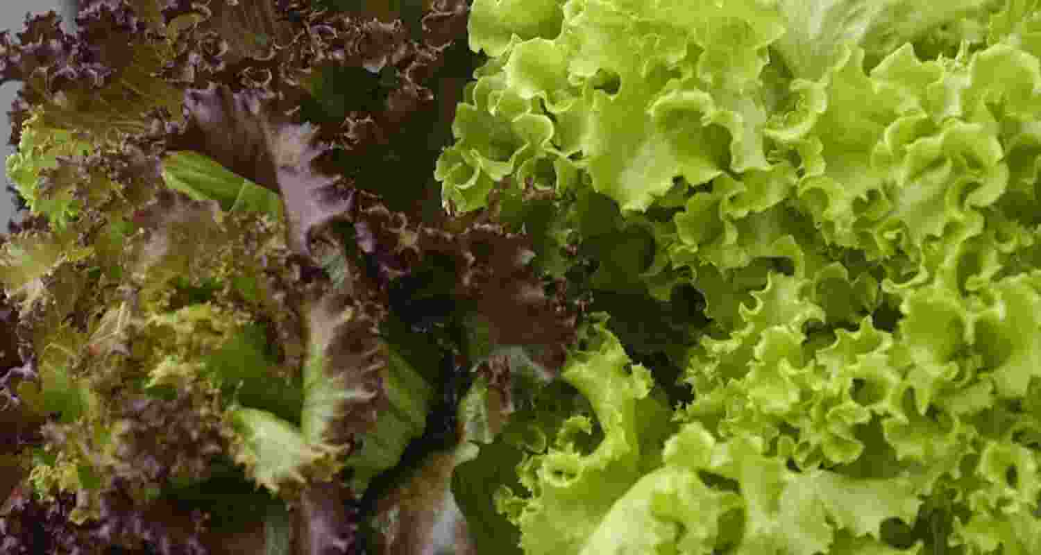 Cyclospora scare: Should you re-wash your prewashed bagged salad?