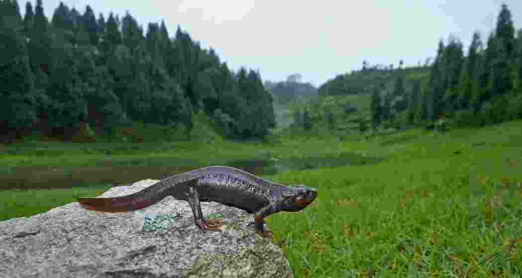 A rare Himalayan salamander emerges near Namthing Pokhri in Latpanchar, where conservation efforts have led to the amphibian’s revival across the Darjeeling and Kurseong forest divisions.