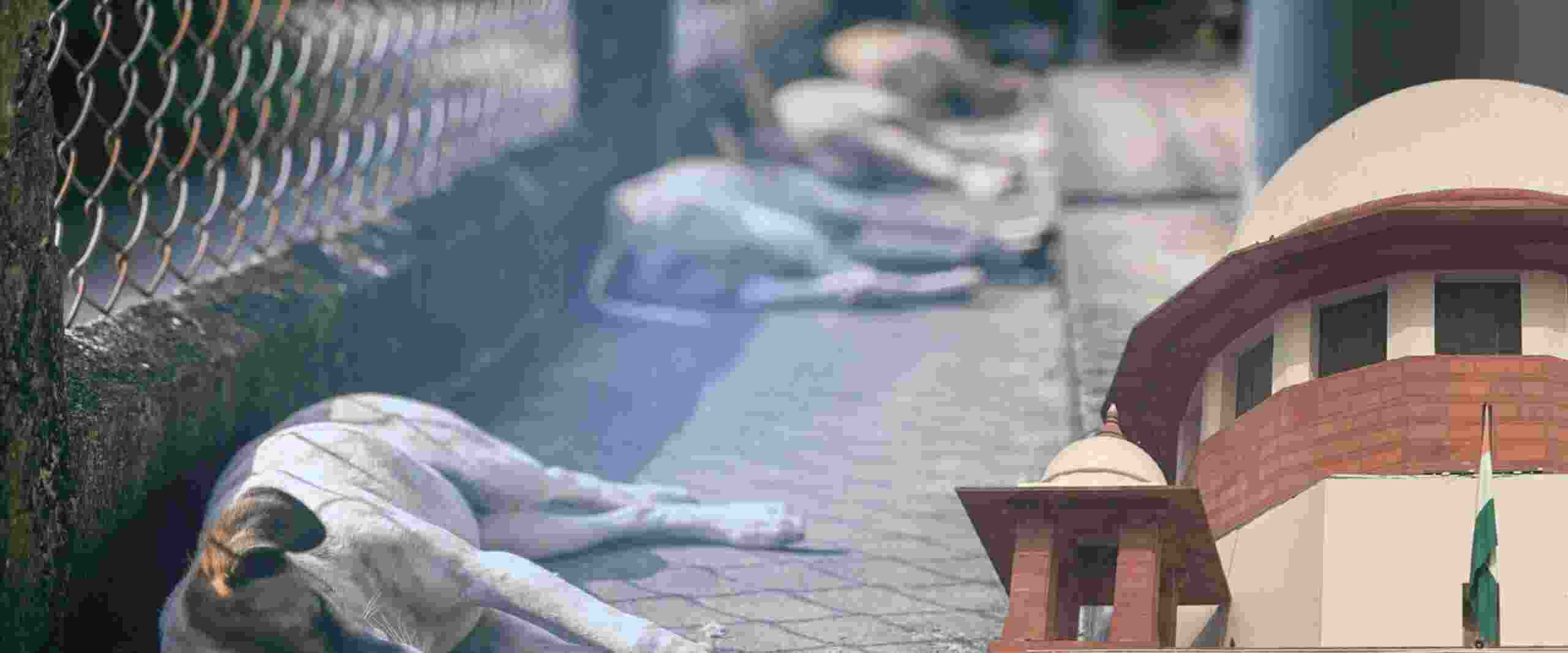 Stray dogs case on Nov 3, Chief Secys of states, UTs to appear