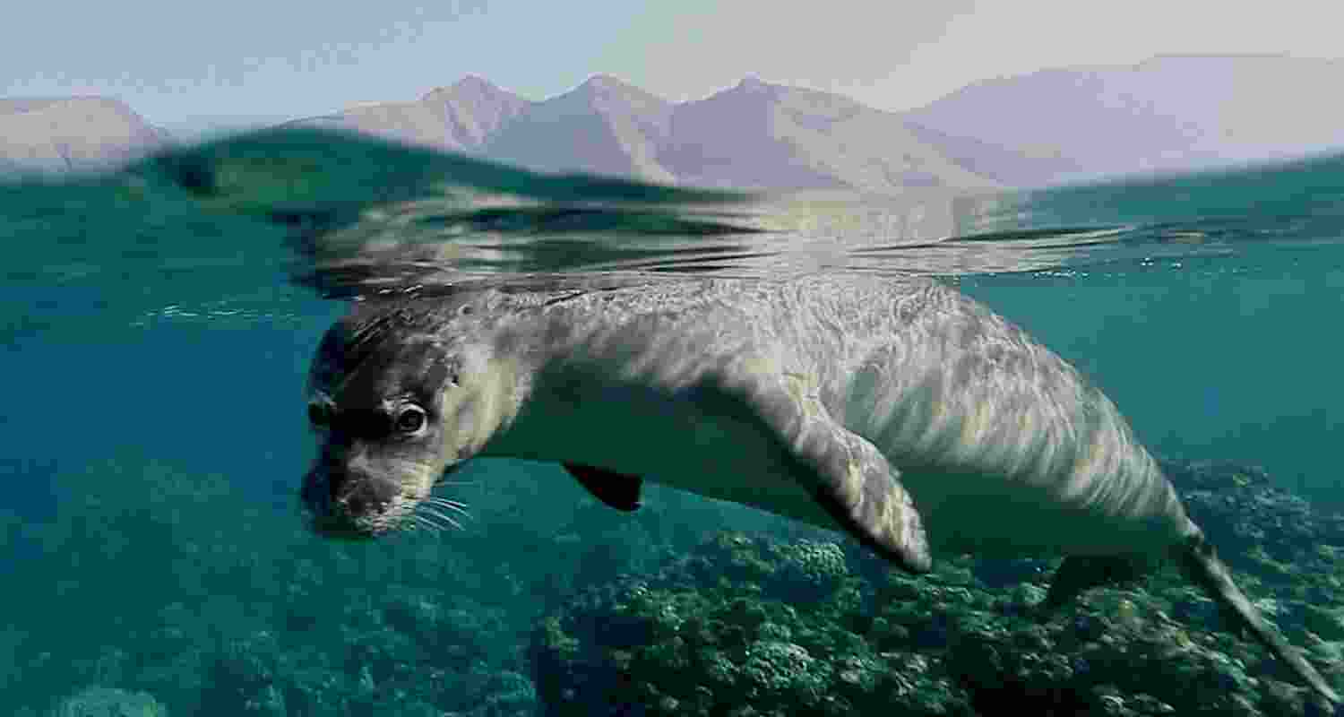 Representational image. Representational image.