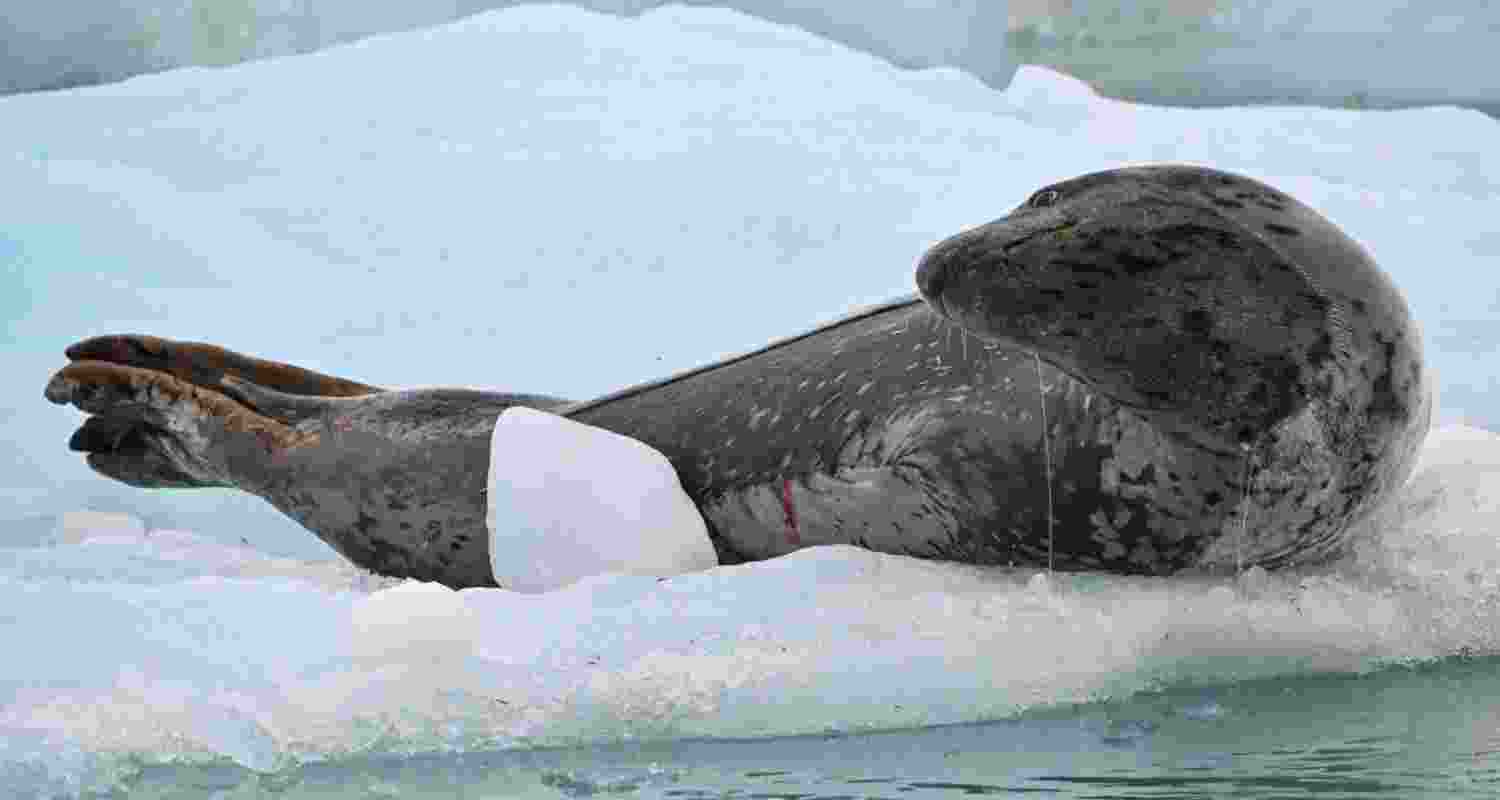 A male leopard seal weighs about 320 kilograms, but produces surprisingly high-pitched trills, similar to those of a tiny cricket.