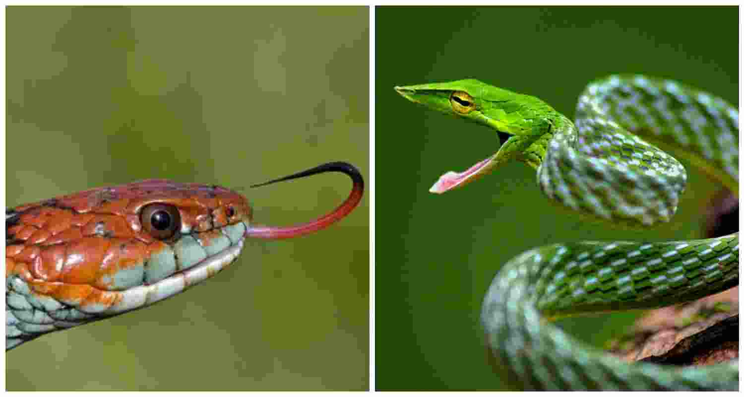 Painted Keelback (L), Brown vine snake (R). Painted Keelback (L), Brown vine snake (R).
