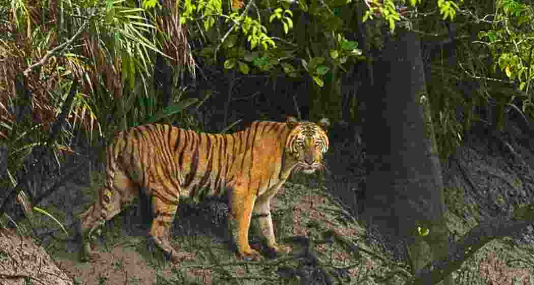 Sohini, the aged Royal Bengal tigress.