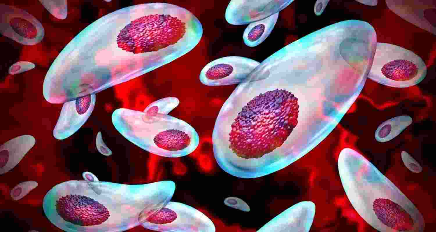 Toxoplasma can infiltrate the reproductive system.