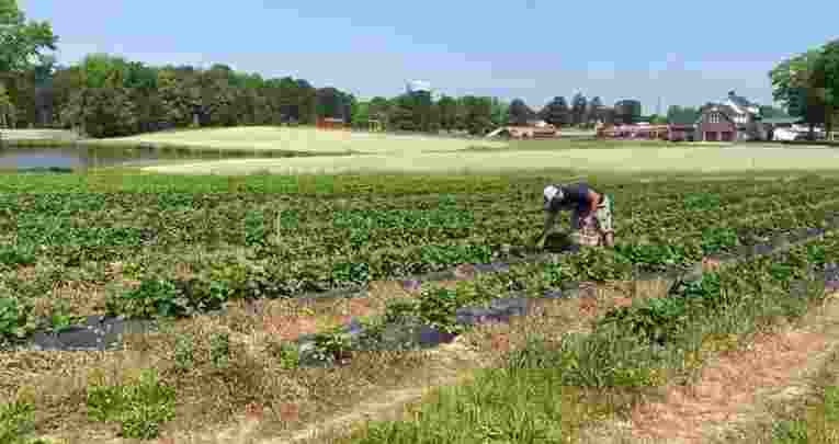 In the heart of Georgia's Caucasus region lies Tsnori, a town that has become a second home for Punjab farmers who have sown the seeds of success in this distant land. In the heart of Georgia's Caucasus region lies Tsnori, a town that has become a second home for Punjab farmers who have sown the seeds of success in this distant land.