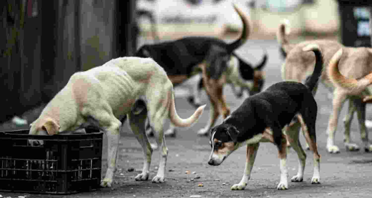 Stray dogs maul 5-year-old to death in Dhanbad