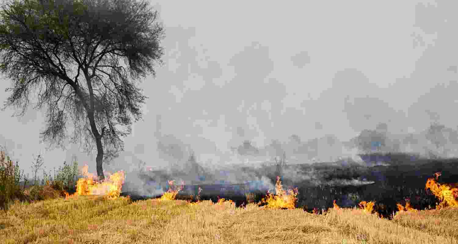 Single-day spike: Punjab reports 587 stubble fires Single-day spike: Punjab reports 587 stubble fires