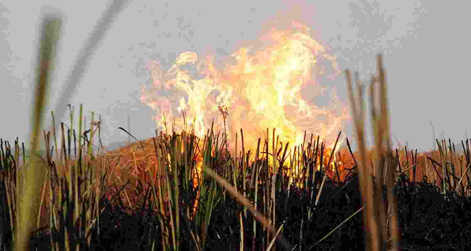 SC dismisses plea against stubble burning in Punjab, Haryana