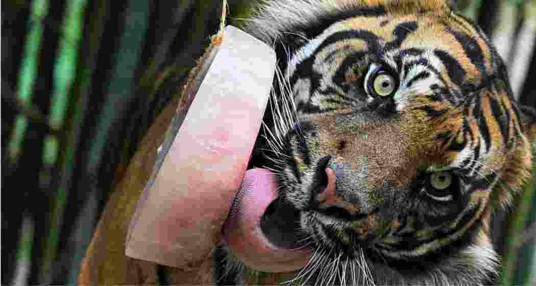 Image for representative use only.