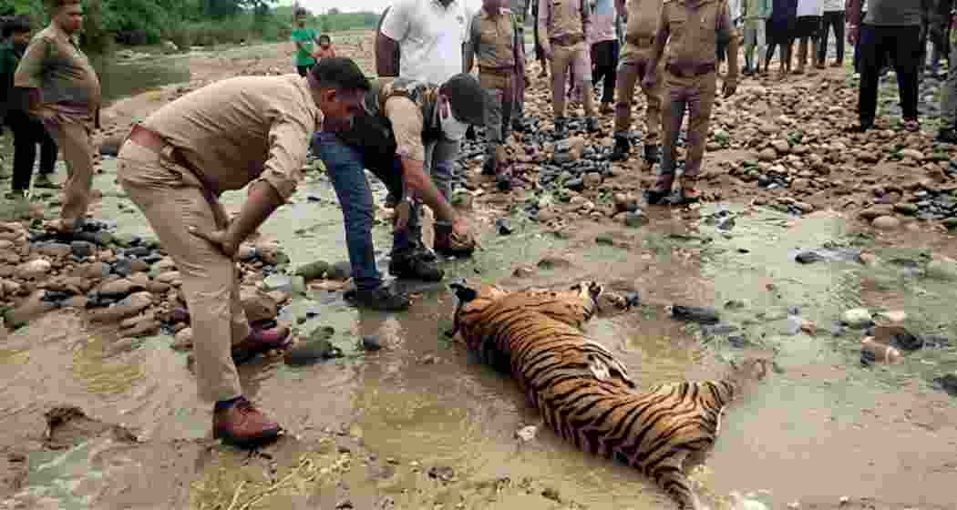 Forest officials inspect the mutilated carcass of a Royal Bengal Tiger recovered from a sandbar along the Gabharu River in Assam's Sonitpur district on Thursday.