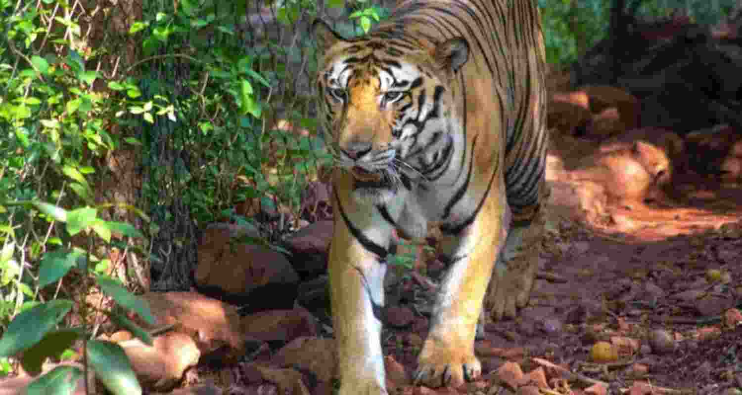 Tiger tracks detected on day one of Jharkhand census