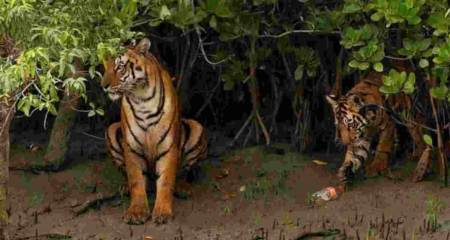 A photo of a Sundarbans tiger cub beside a plastic bottle has reignited concerns over plastic pollution and waste management in the fragile mangrove ecosystem.